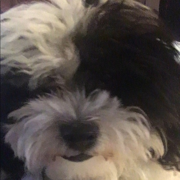 Meet your Posher, Giovanna - Picture 1 of 1